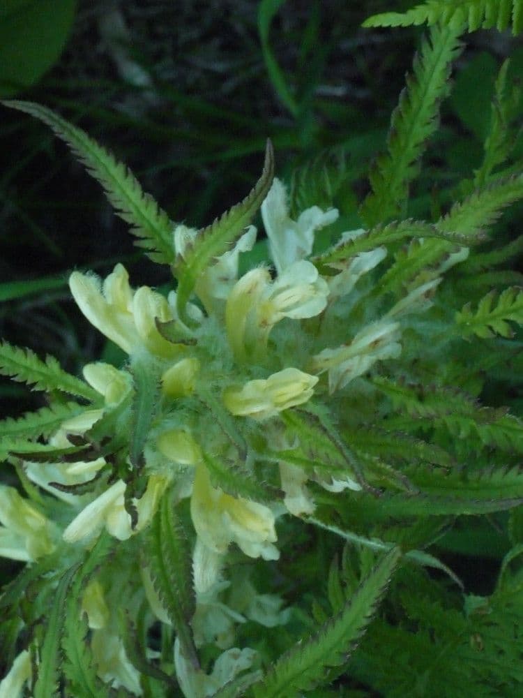 Pedicularis frondosa 25