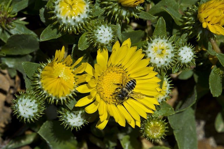 Grindelia 3