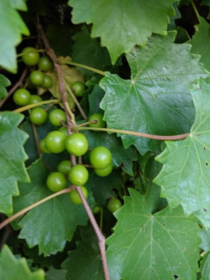 Vite rotondifolia 5