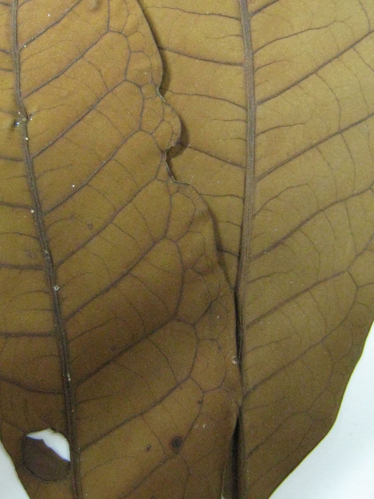 Iryanthera 13