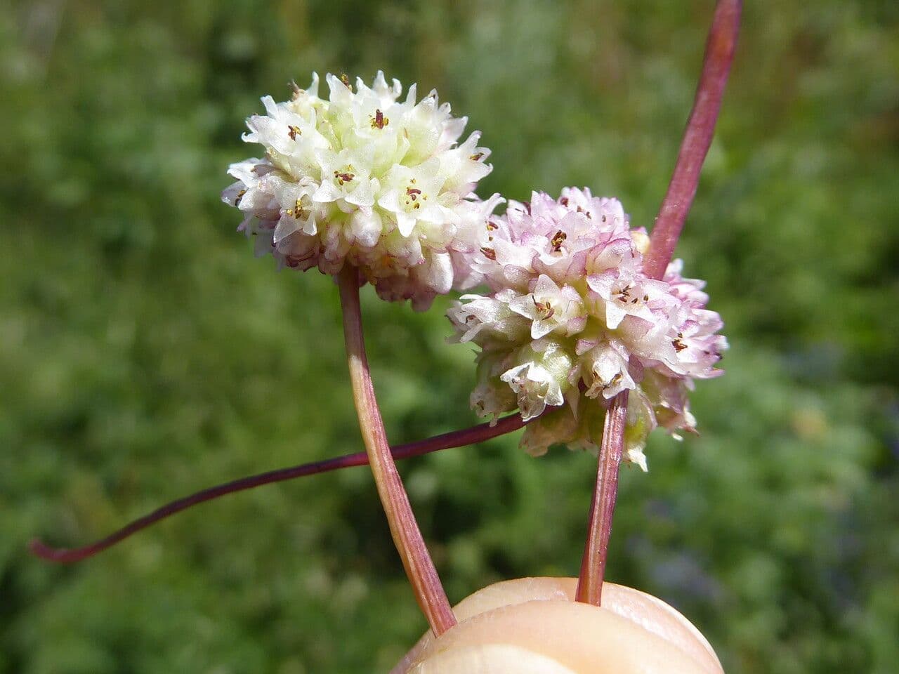 Cuscuta 8