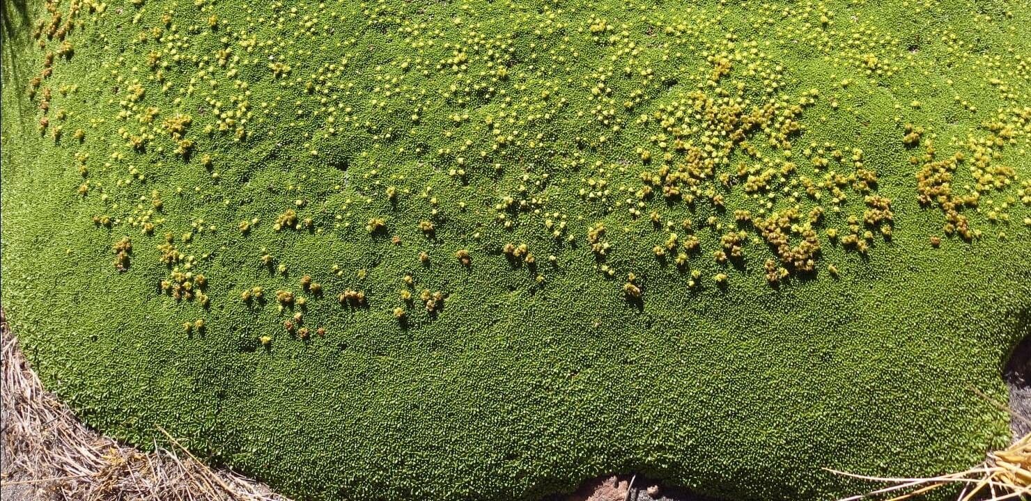 Azorella 2