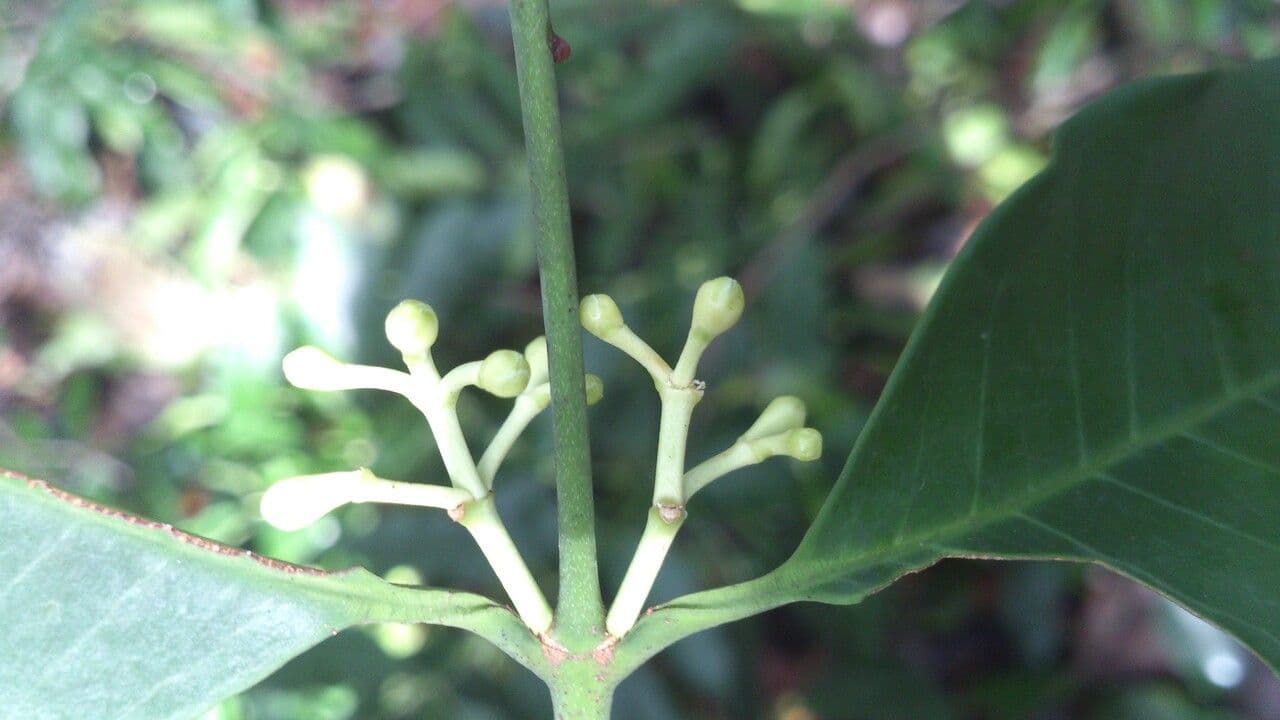 Lacmellea 8