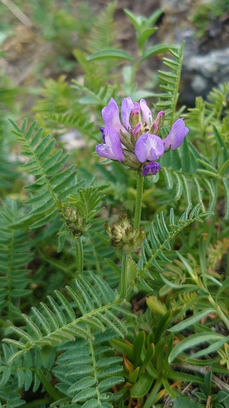 Astragalo danese 8
