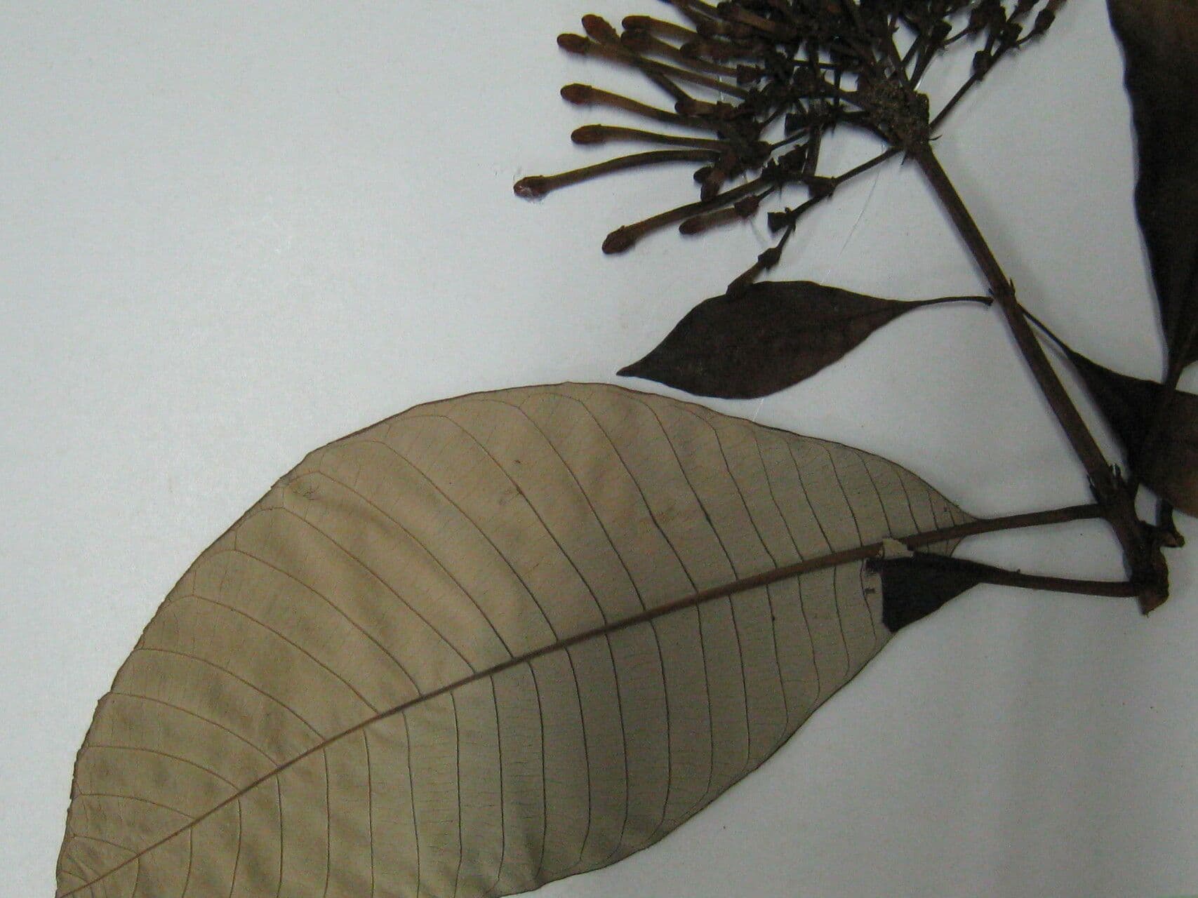 Isertia hypoleuca 4