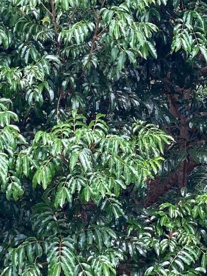Elattostachys 16
