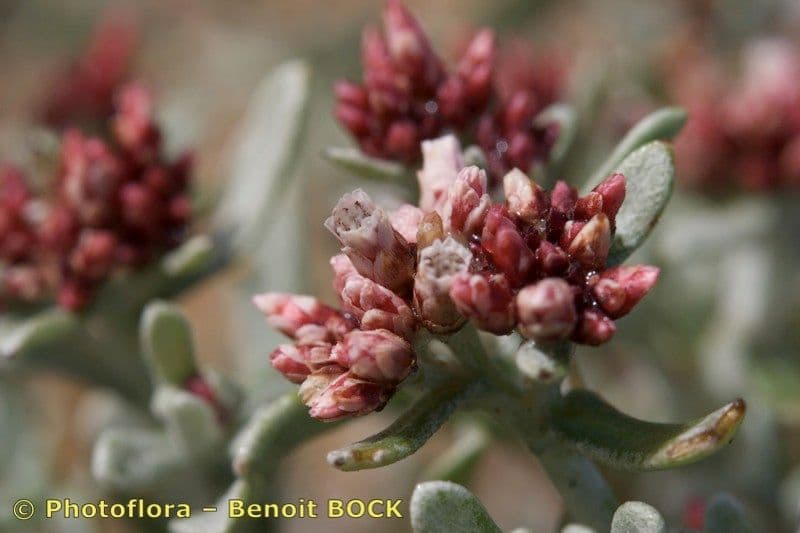 Strohblume