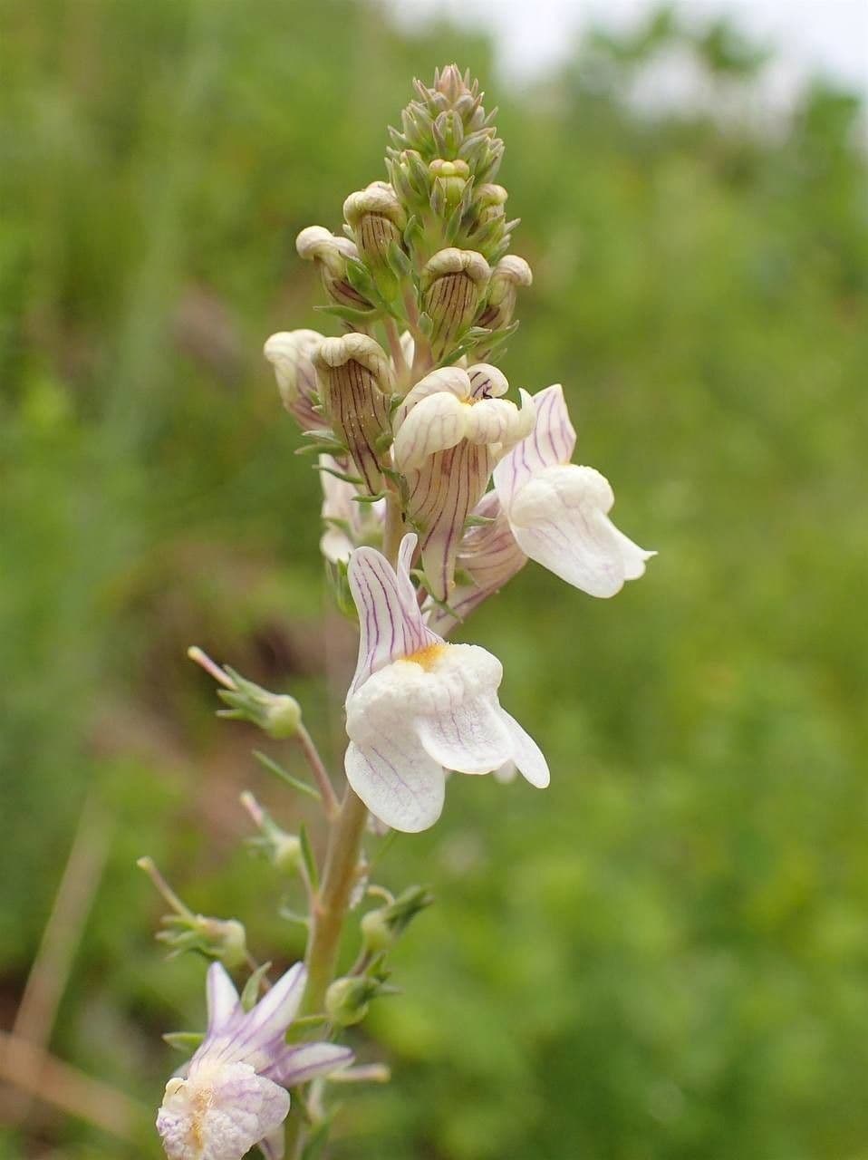 Linaria strisciante 6