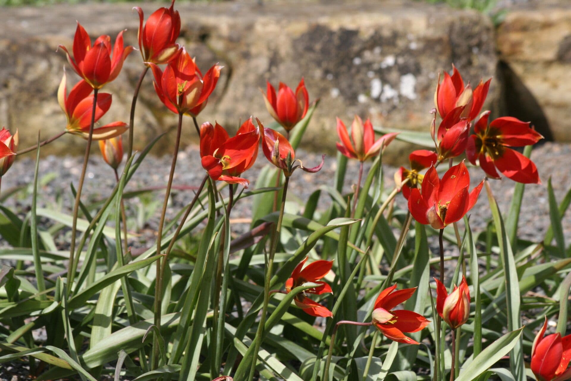 Tulipe d'Orient