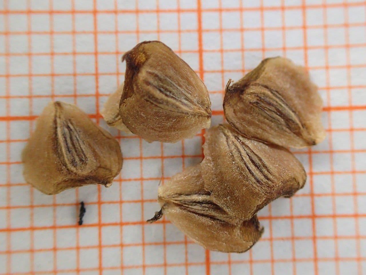 Sagittaria graminea 17