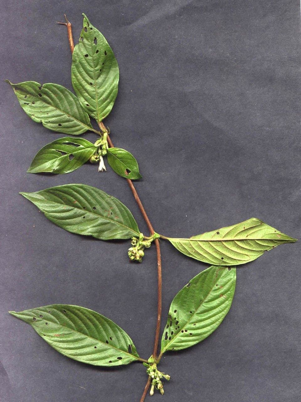 Panama-Sabicea 22