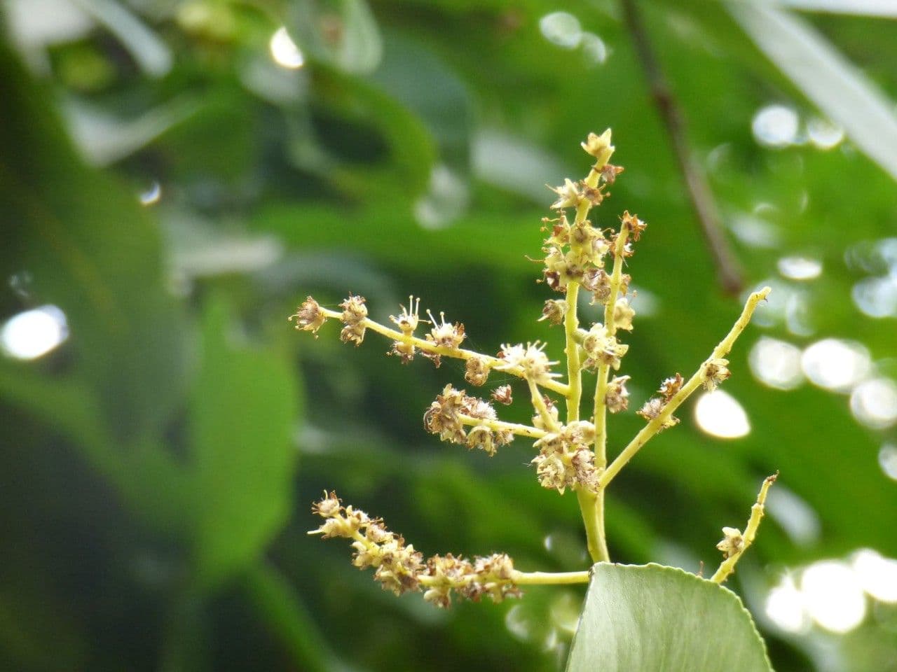 Terminalia arjuna 9