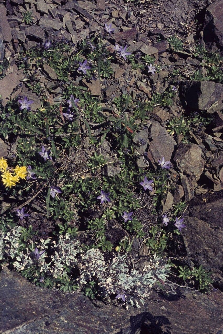 Campanula di Piper 6