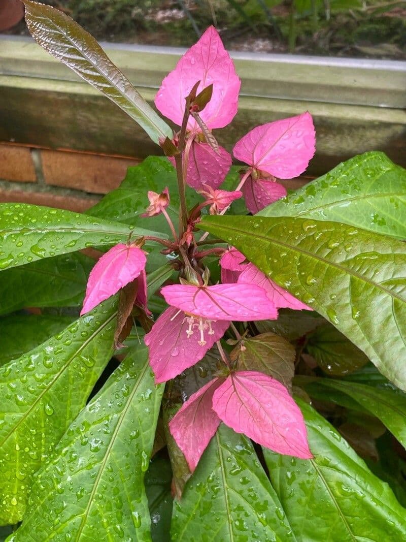 Dalechampia