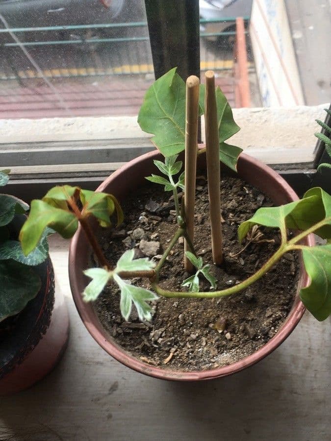 Cissus alato 29