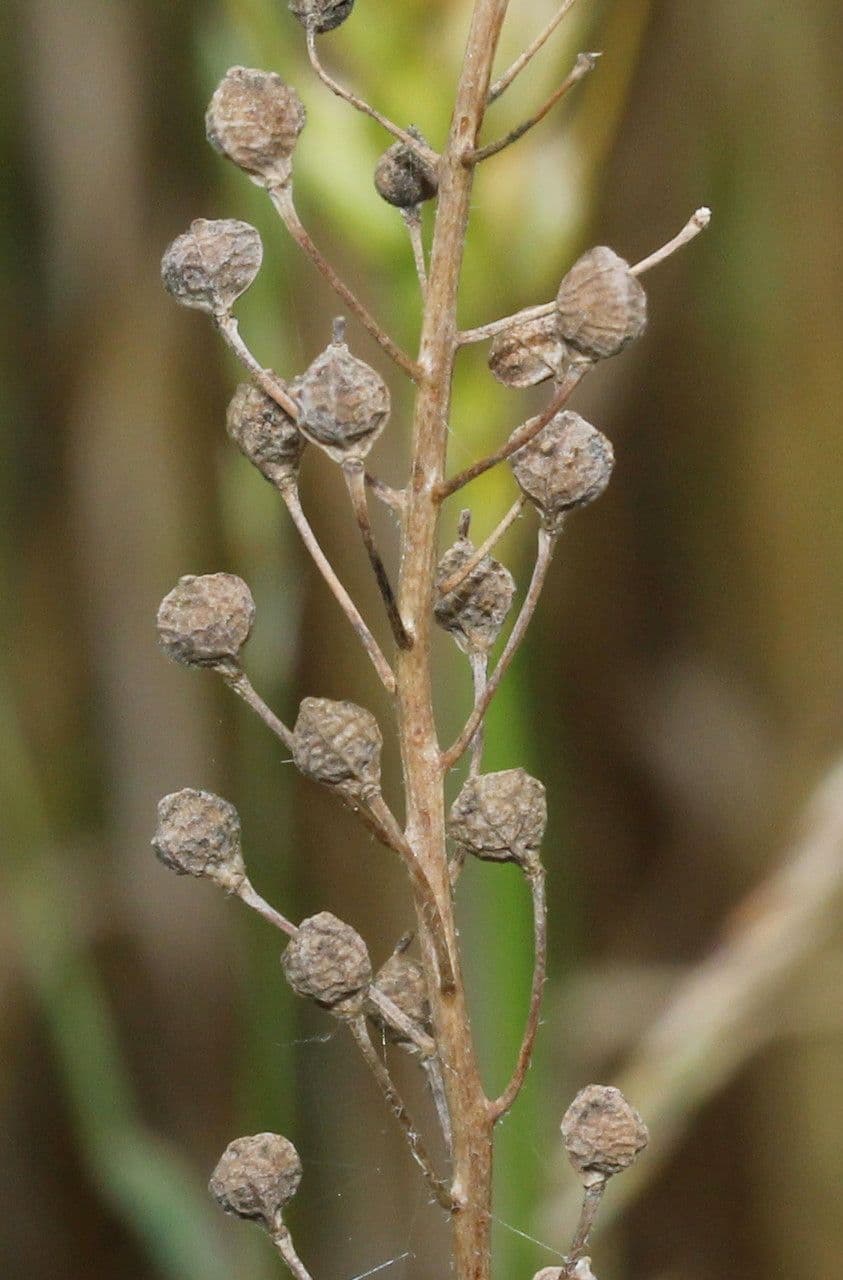 Calepina irregular