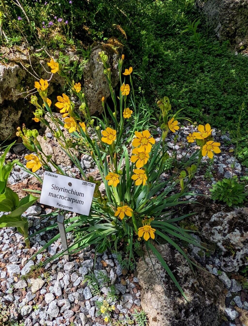 Sisyrinchium 10