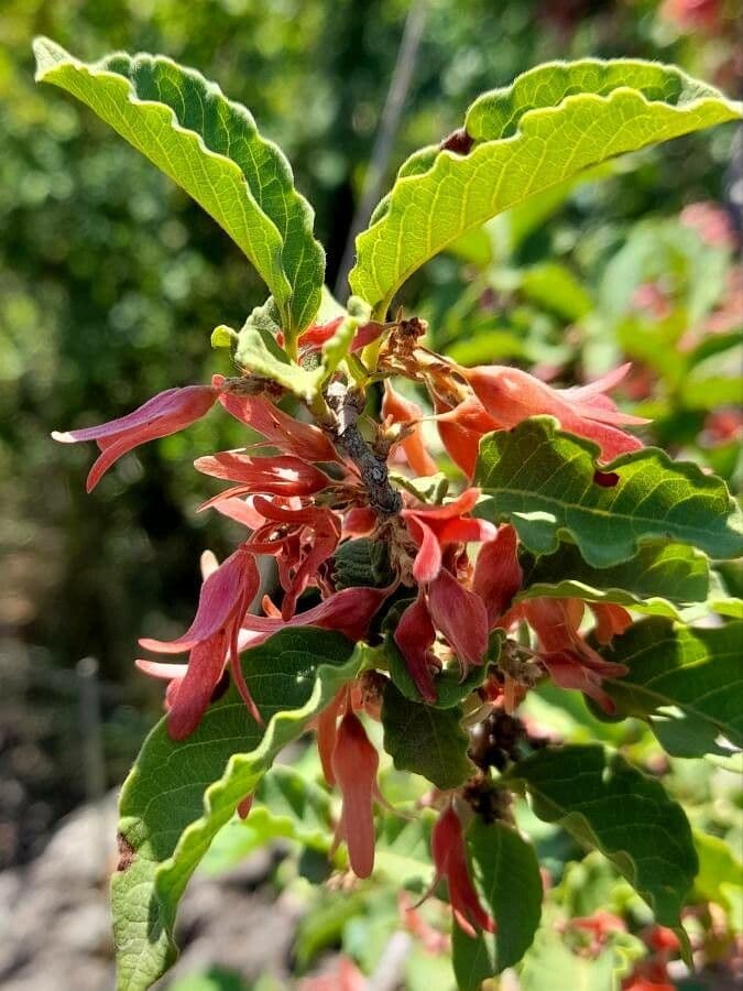Ruprechtia