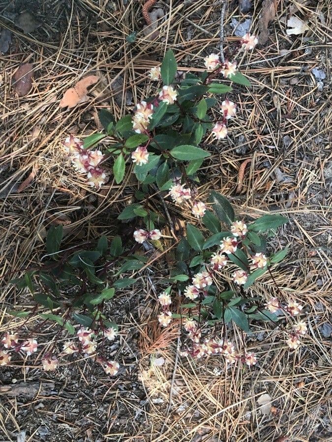Chimaphila macchiata 27