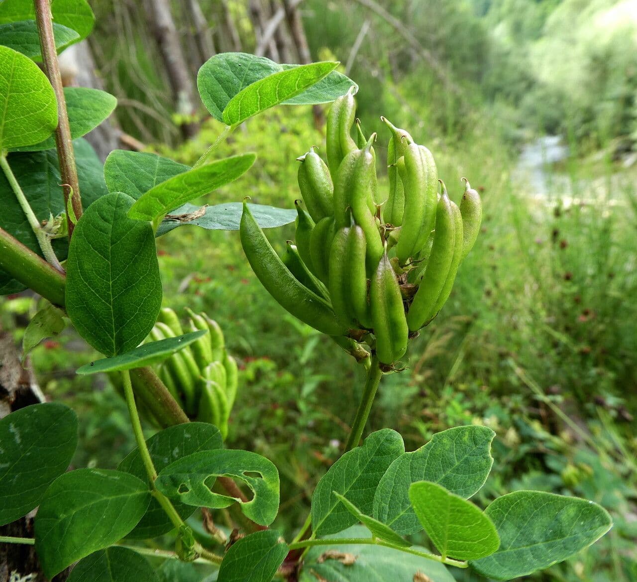 Bärenschote 15
