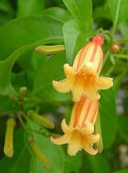 Hamelia ramata