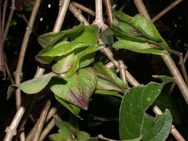Drymonia seghettata 19