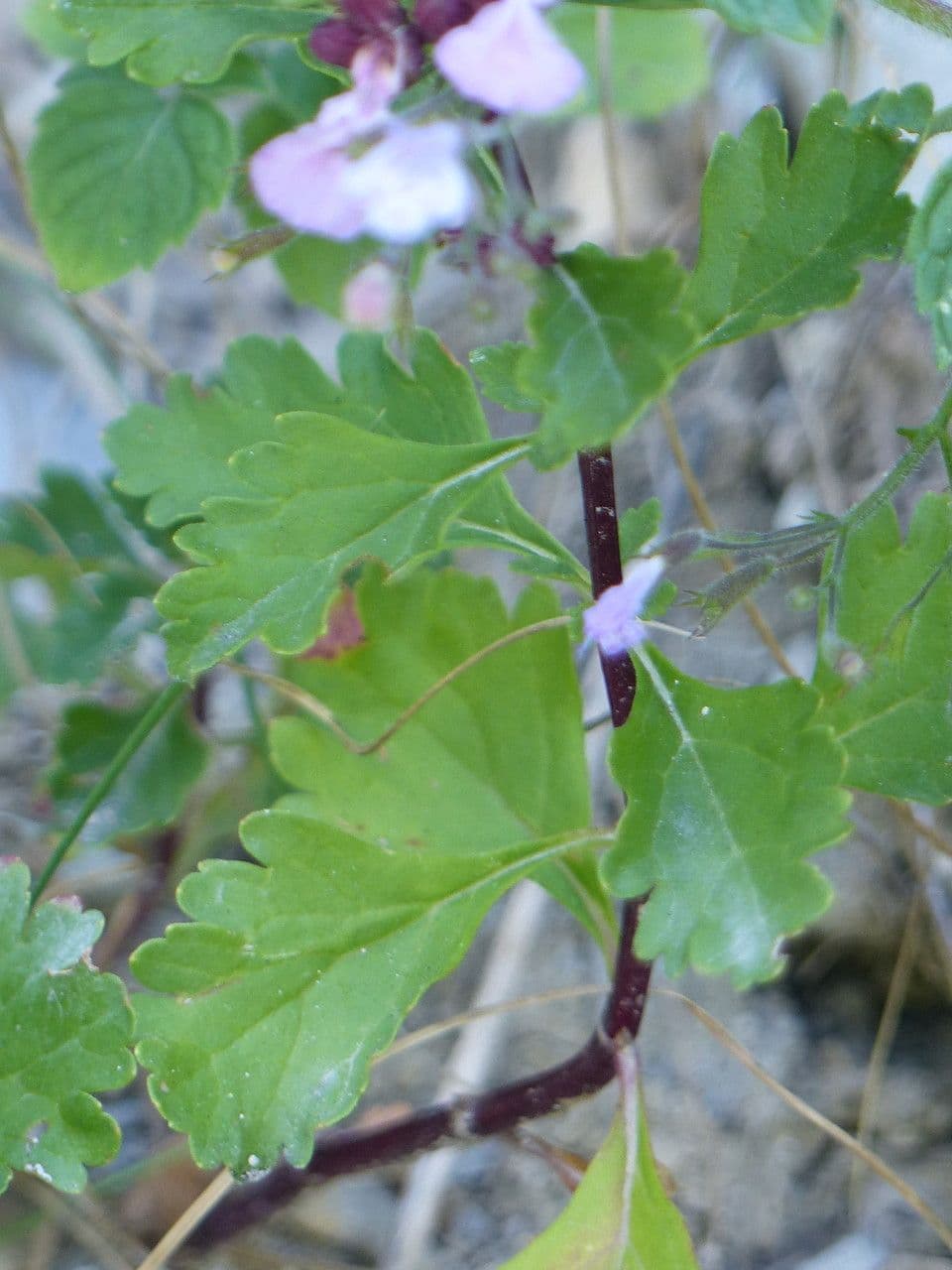 Teucrium 14