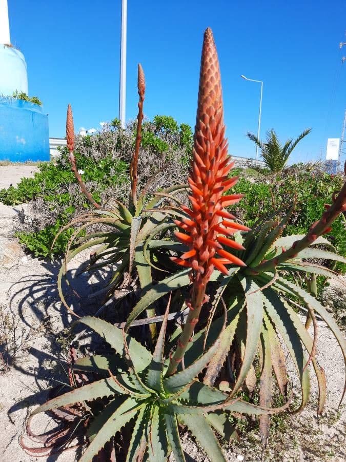 Baum-Aloe 7