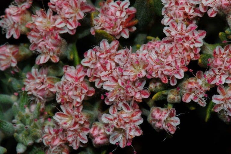 Eriogonum 2