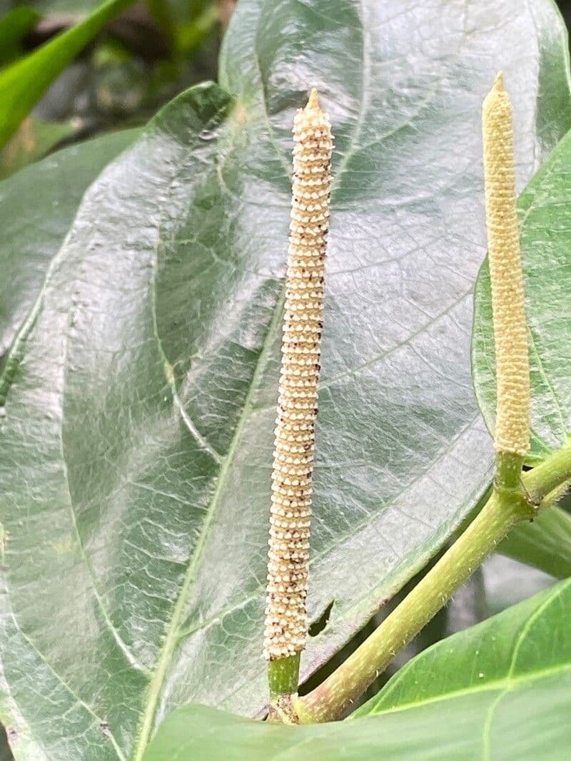 Schwarzer Pfeffer 4