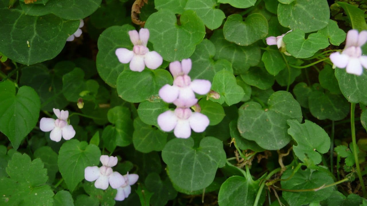 Cymbalaria 9