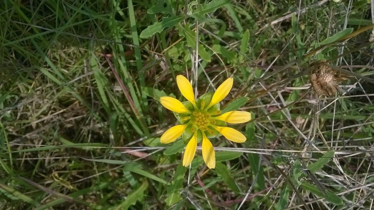 Tetragonotheca