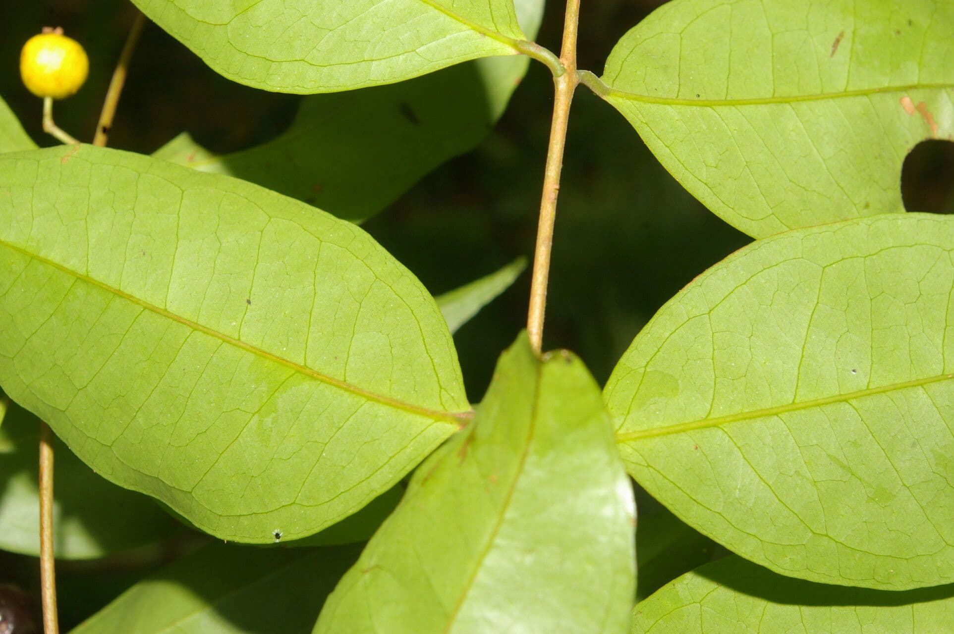 Eugenia 9