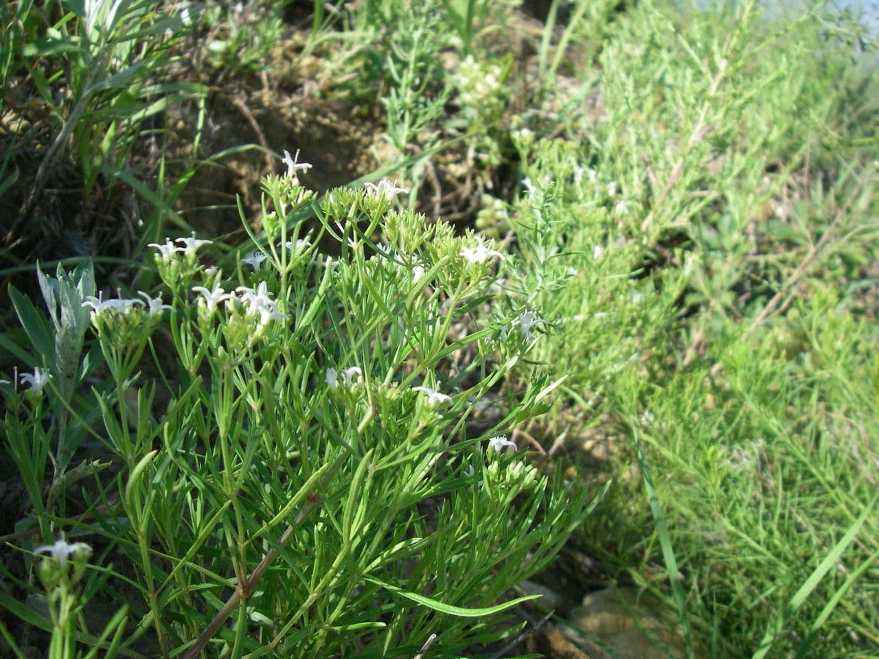 Stenaria nigricans 10