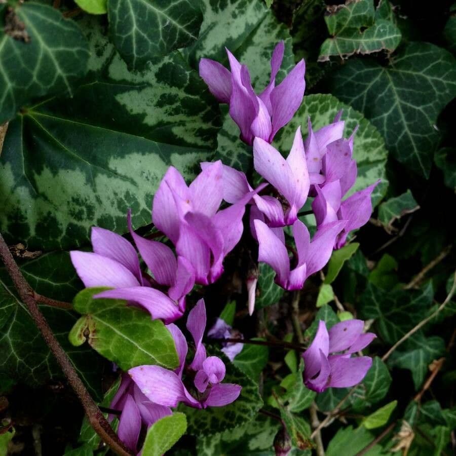 Ciclamino primaverile 10