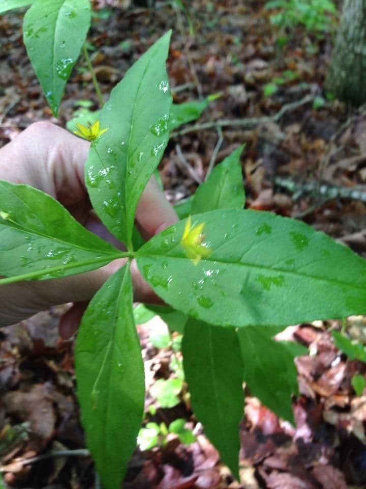 Lysimachia quadriflora 7