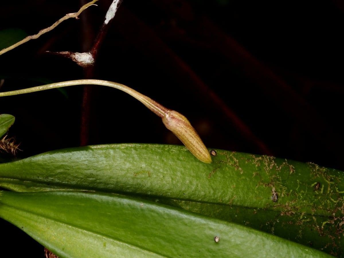 Bulbophyllum 5