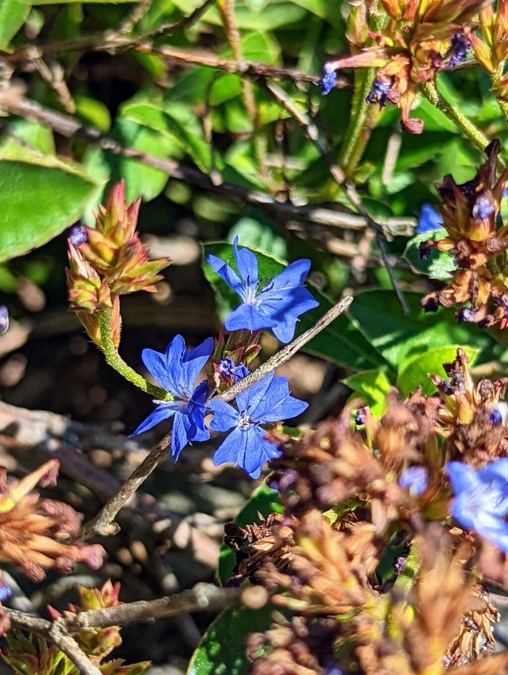 Ceratostigma nano 3