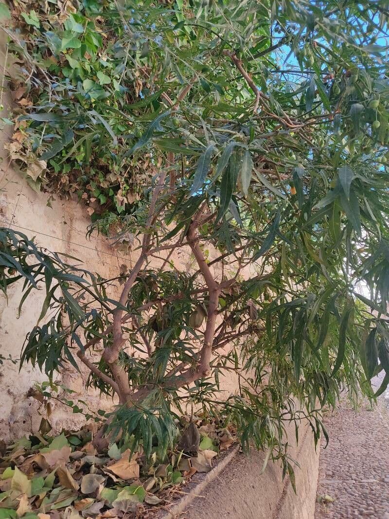 Solano laciniato 24