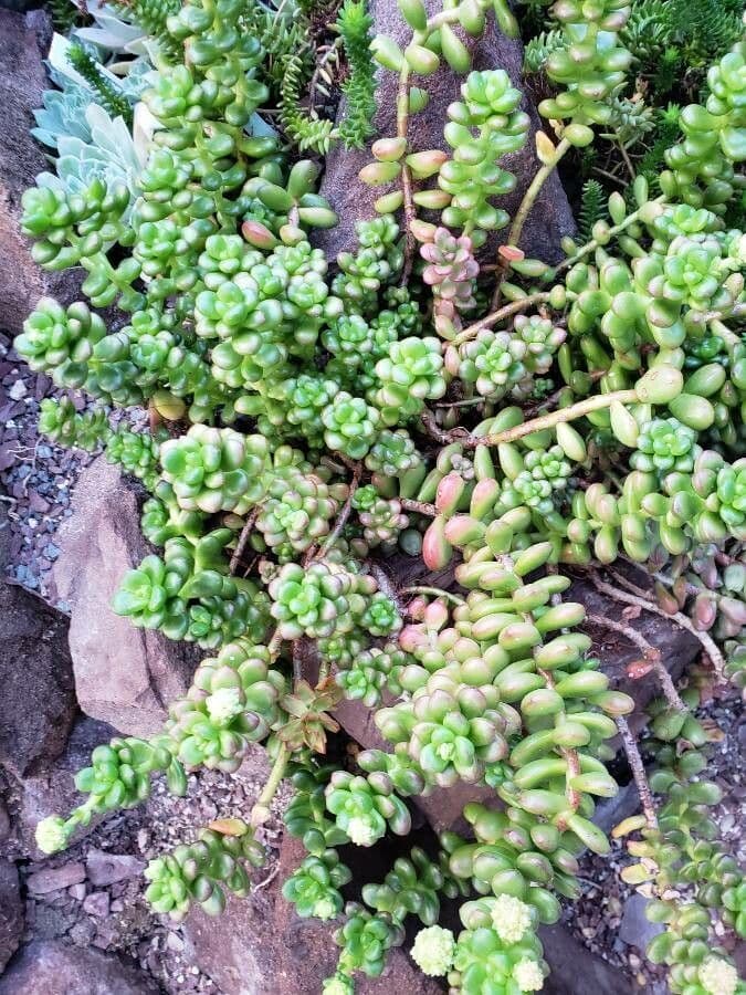 Sedum lucido 7