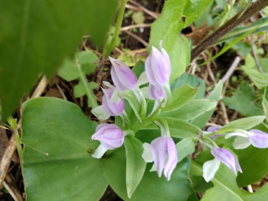 Galearis spectabilis 5