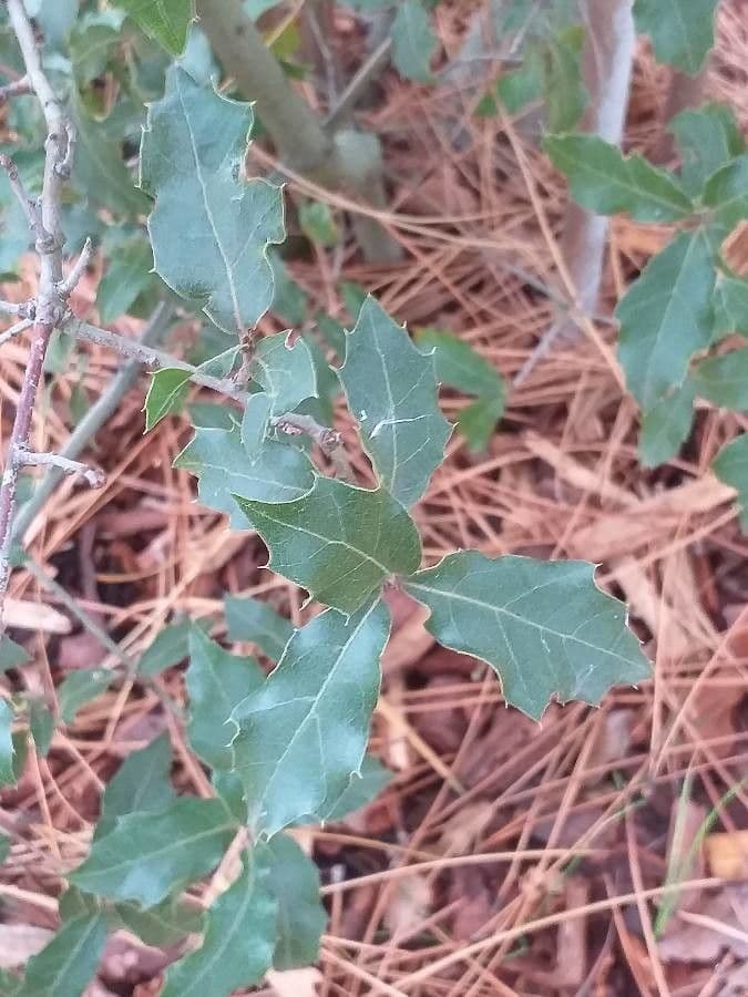 Quercia