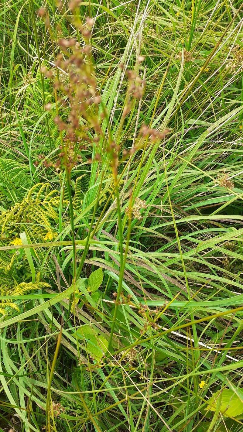 Spitzblütige Binse 3