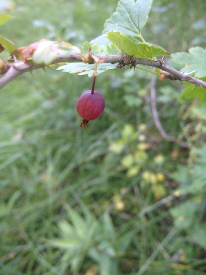 Ribes 2