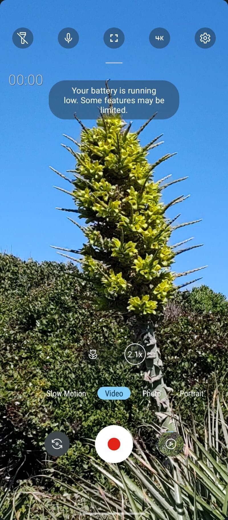 Puya 2