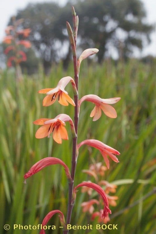 Watsonia meriana 21