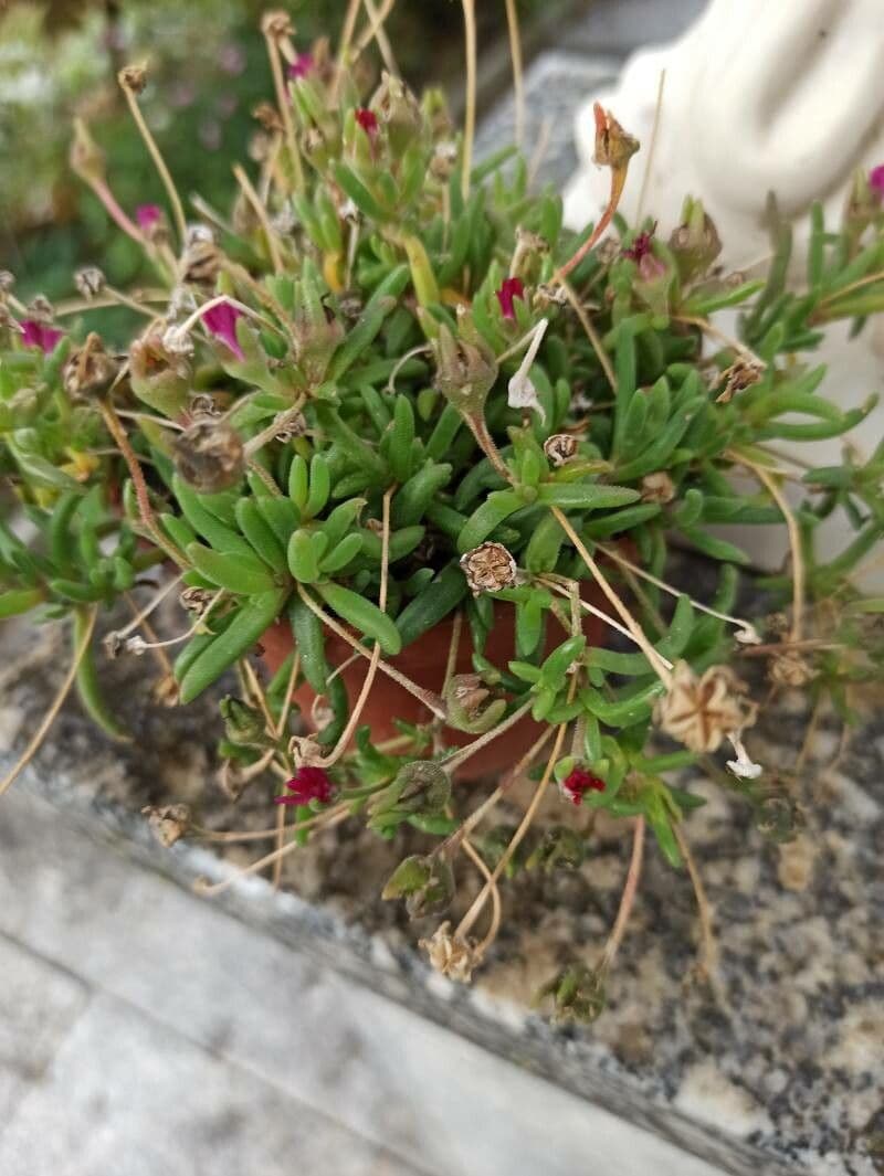 Pianta di ghiaccio 13