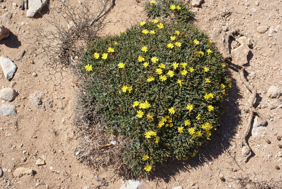 Launaea cervicornis 9
