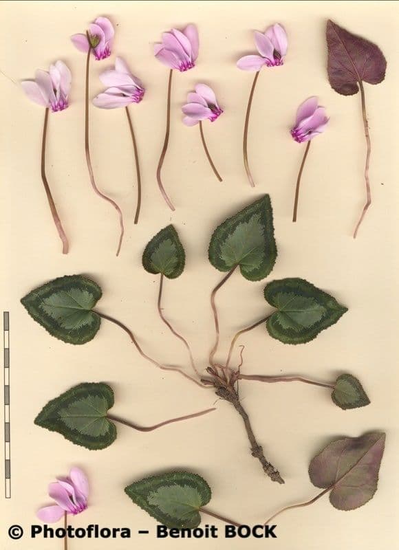 Ciclamino greco 20