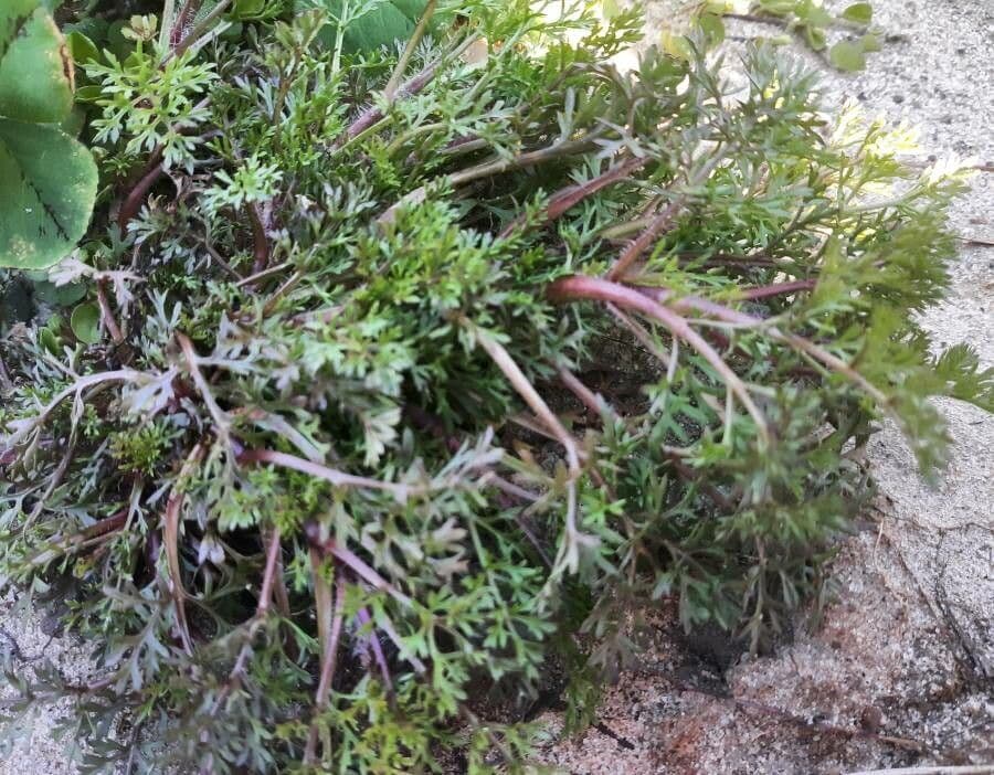 Soliva sessilis 5